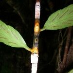 Asplenium juglandifolium Kabuk