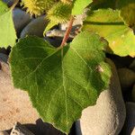 Xanthium orientale Leaf