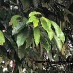 Elateriospermum tapos Leaf