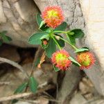 Euphorbia fragifera Fruit