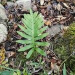 Polypodium cambricumBlad