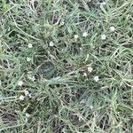 Petrorhagia saxifraga Staniste