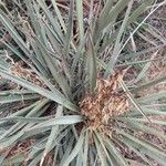 Yucca baccata Leaf
