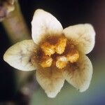 Metopium toxiferum Квітка