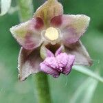 Epipactis atrorubens Flower