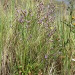 Limonium auriculiursifolium Други