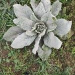 Verbascum thapsus Leaf