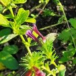 Echium stenosiphon ᱥᱟᱠᱟᱢ