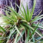 Dyckia encholirioides Hábito