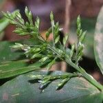 Ichnanthus nemorosus その他の提案