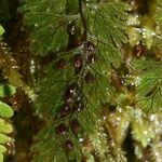 Hymenophyllum tunbrigense Blad