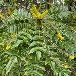 Mahonia x media Leaf