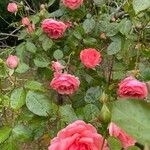 Rosa chinensis Цветок