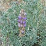 Lupinus formosus Hábito