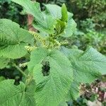 Urtica massaica Leaf