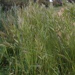 Bromus lanceolatus Συνήθη χαρακτηριστικά