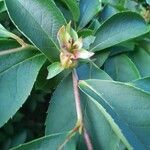 Stewartia rostrata Fruitua