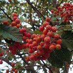 Sorbus intermedia Φρούτο