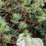 Pinus parvifloraList