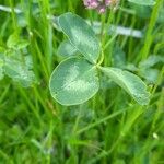 Trifolium medium Folha