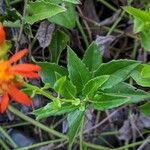 Pseudogynoxys chenopodioides Blatt