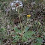 Taraxacum obovatum आदत