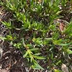 Carpobrotus glaucescens Leaf