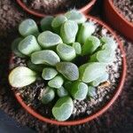 Fenestraria rhopalophylla Foglia