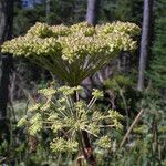 Angelica triquinata Maua