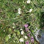 Cerastium alpinumÇiçek