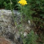 Achillea tomentosa 整株植物