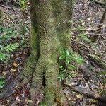 Myrsine citrifolia Bark