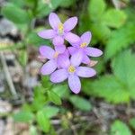 Centaurium erythraeaफूल