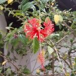 Hibiscus schizopetalus Flor