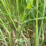 Scutellaria minor Leaf