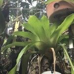 Neoregelia carolinae Листок