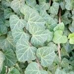 Hedera canariensis Leaf