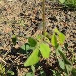 Desmodium tortuosum Blatt