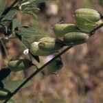 Crotalaria pumila Fruto