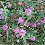 Trifolium mediumÕis