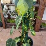 Philodendron cordatum Liść