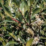 Salix phylicifolia Blatt