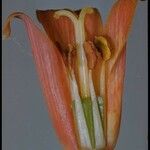 Fritillaria recurva Muu