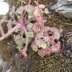 Saxifraga corsica Blatt