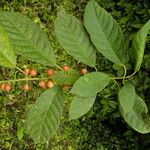 Siparuna thecaphora Fruit