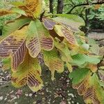 Magnolia officinalis Blatt