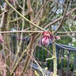 Corylus maxima Bloem