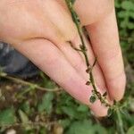 Polygonum douglasii Flower