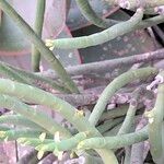 Euphorbia mauritanica Лист