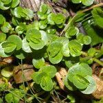 Bacopa salzmannii Habitus